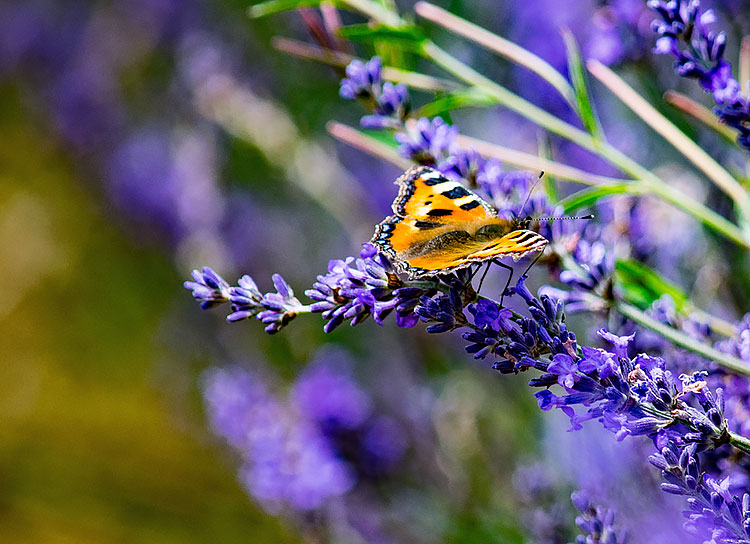 Lordington lavender