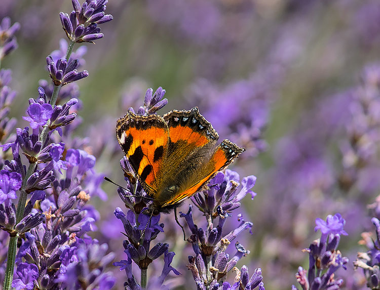 Lordington lavender