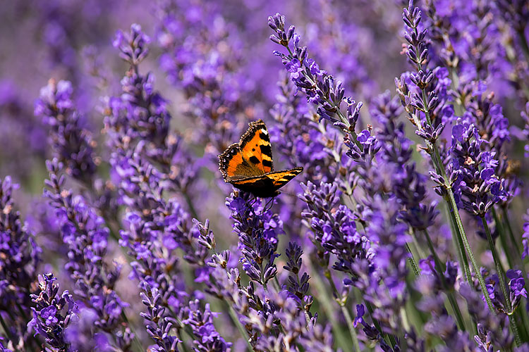Lordington lavender