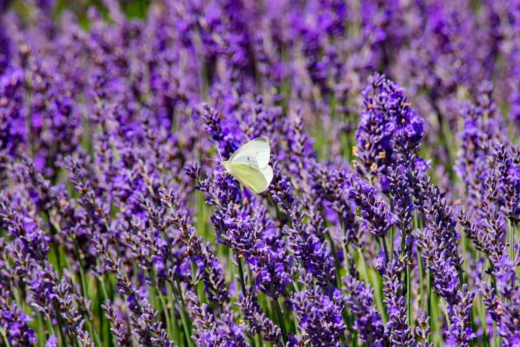 Lordington lavender