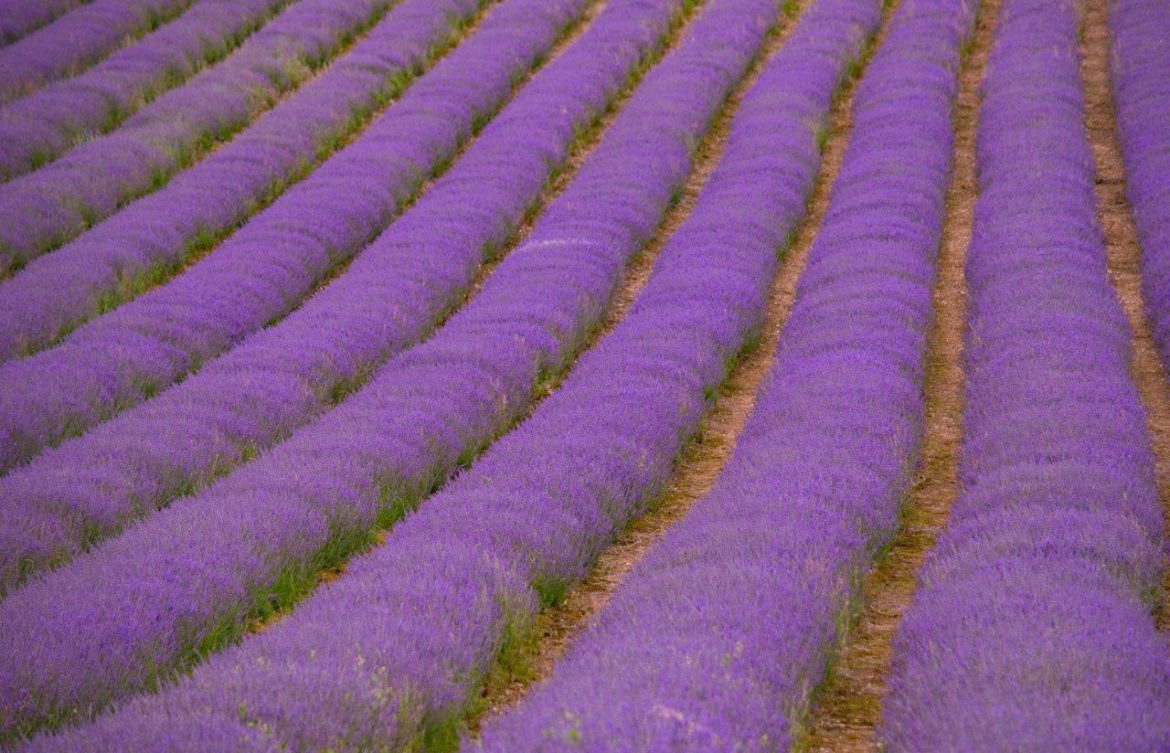 Lordington Lavender